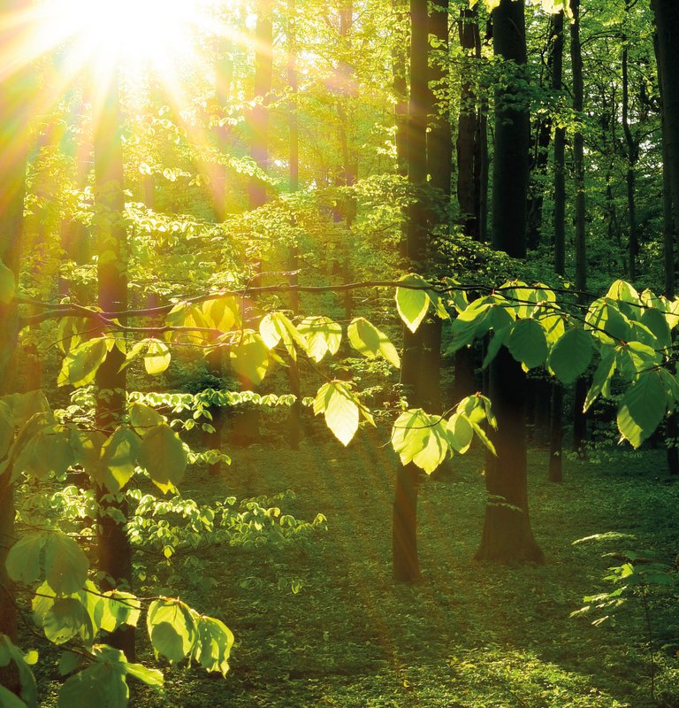 Wald mit schönem Sonnenschein