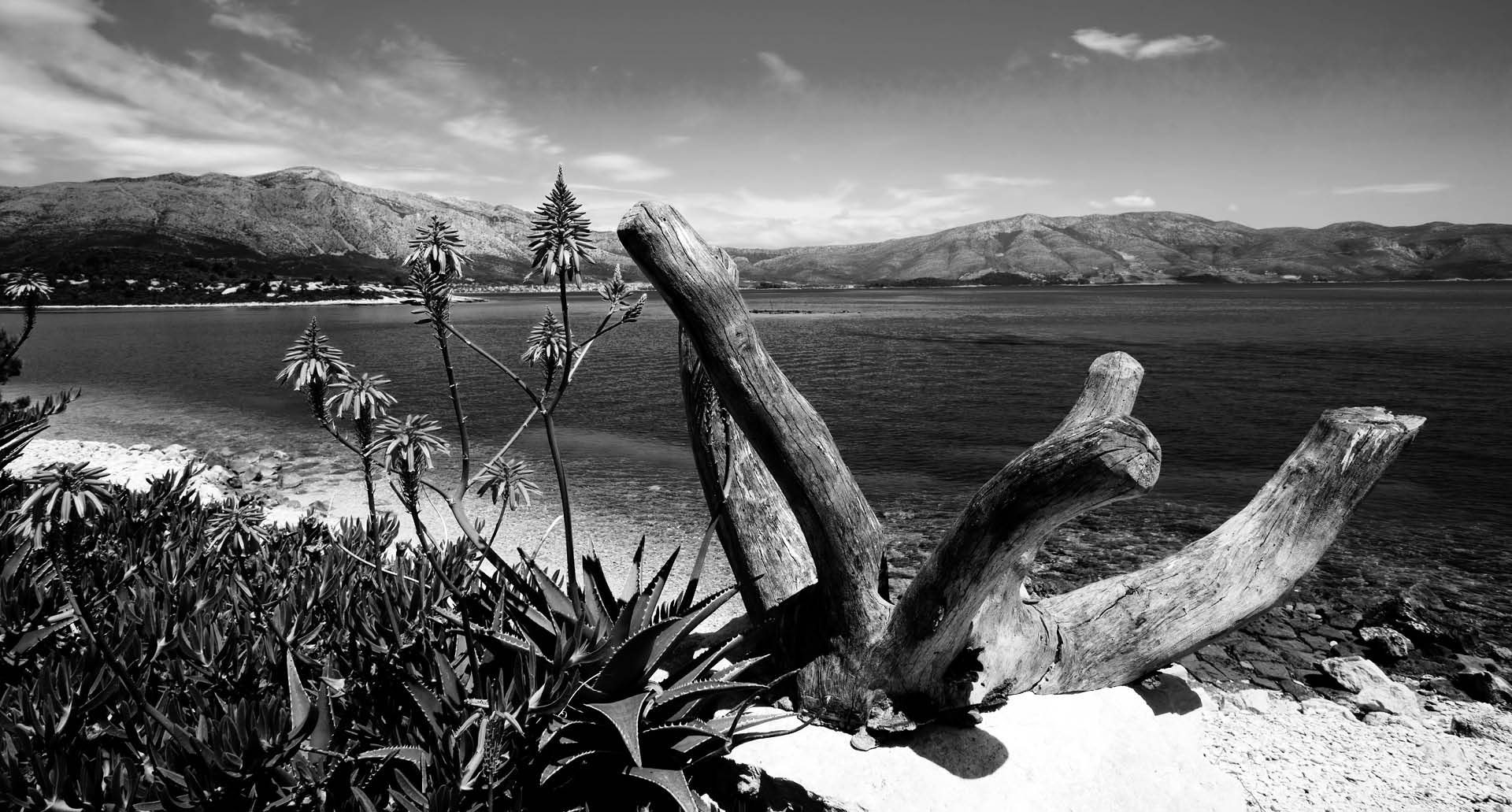 Schwarz weiß Foto eines Strandes mit Treibholz und Blumen, dahinter sieht man Berge